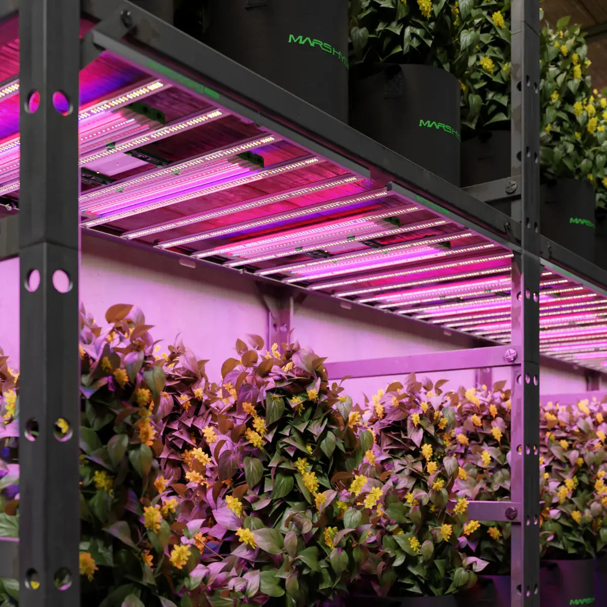 Mars Hydro ADlite Deep Red 15W + Blue 15W Supplemental LED Grow Light Bars Combo - Set of 2